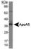 Anti-ALOX5 Rabbit Polyclonal Antibody (DyLight® 650)