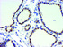 Anti-GOLM1 Mouse Monoclonal Antibody [clone: OTI5F4]