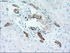 Anti-KRT19 Mouse Monoclonal Antibody [clone: OTI3F8]