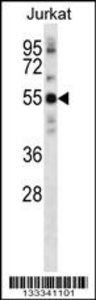 Anti-NETO2 Rabbit Polyclonal Antibody (APC (Allophycocyanin))