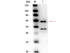 BOX antibody HRP 100 µg