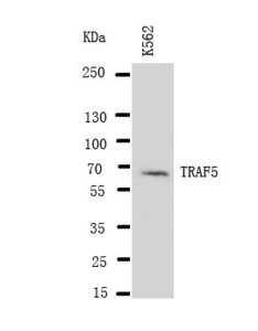 Anti-TRAF5 Rabbit Polyclonal Antibody