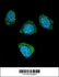 Anti-PDE3B Rabbit Polyclonal Antibody (HRP (Horseradish Peroxidase))