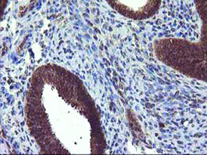 Anti-LCMT1 Mouse Monoclonal Antibody [clone: OTI2C9]