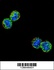 Anti-NFKBIL1 Rabbit Polyclonal Antibody (HRP (Horseradish Peroxidase))