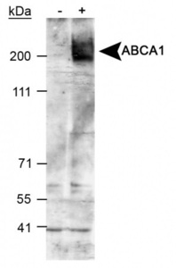 Anti-FOXP3 Rabbit Polyclonal Antibody (HRP (Horseradish Peroxidase))