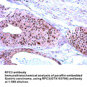 Anti-RFC3 Rabbit Polyclonal Antibody