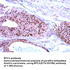 Anti-RFC3 Rabbit Polyclonal Antibody