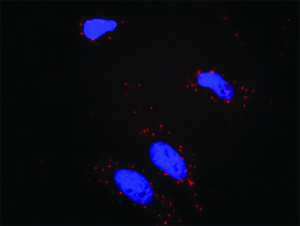 Anti-BCR + PIK3CG Antibody Pair