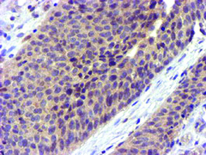 Anti-CYP2A6 Mouse Monoclonal Antibody [clone: OTI9G3]