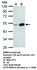 Anti-BMP4 Rabbit Polyclonal Antibody
