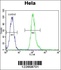 Anti-VIM Rabbit Polyclonal Antibody (FITC (Fluorescein))