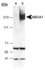 Anti-FOXP3 Rabbit Polyclonal Antibody