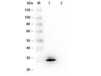 Anti-GSTO1 Mouse Monoclonal Antibody [Clone: 14A9.F6]
