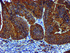 Anti-PDIA4 Mouse Monoclonal Antibody [clone: OTI2B9]