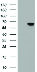 Anti-IGF2BP2 Mouse Monoclonal Antibody [clone: OTI4D10]