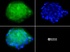 Anti-HIST3H3 Rabbit Polyclonal Antibody (Biotin)