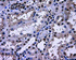 Anti-L1CAM Mouse Monoclonal Antibody [clone: OTI3G1]