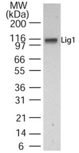 Anti-DNA Ligase I Rabbit Polyclonal Antibody