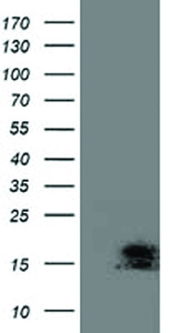 Anti-C2orf40 Mouse Monoclonal Antibody [clone: OTI3B10]