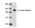 Anti-AGPAT6 Rabbit Polyclonal Antibody (Biotin)