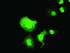 Anti-C16orf72 Mouse Monoclonal Antibody [clone: OTI2D1]