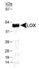 Anti-CERK Rabbit Polyclonal Antibody
