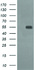 Anti-CD33 Mouse Monoclonal Antibody [clone: OTI1E4]