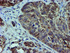 Anti-SAT2 Mouse Monoclonal Antibody [clone: OTI2B3]