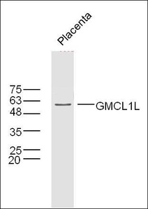 Western blot analysis of extracts from Placenta using GMCL1L