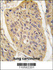 Anti-WIF1 Rabbit Polyclonal Antibody (APC (Allophycocyanin))