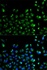 Immunofluorescense analysis of A549 cell using ATG13 antibody
