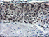 Anti-NUMB Mouse Monoclonal Antibody [clone: OTI4F3]