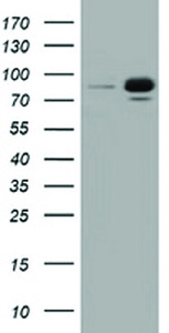 Anti-RALBP1 Mouse Monoclonal Antibody [clone: OTI11C6]