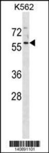 Anti-MANSC1 Rabbit Polyclonal Antibody (FITC (Fluorescein Isothiocyanate))