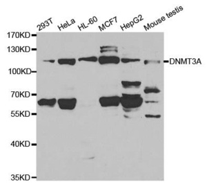 Western blot analysis of extracts of various cell lines using DNMT3A antibody