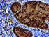 Anti-EPM2AIP1 Mouse Monoclonal Antibody [clone: OTI2A2]