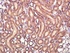 Anti-IL4I1 Rabbit Polyclonal Antibody