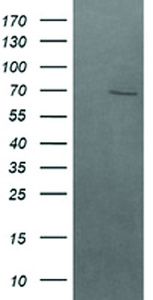 Anti-BTRC Mouse Monoclonal Antibody [clone: OTI2H2]