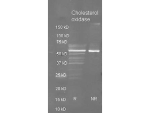 Cholesterol oxidase Polyclonal antibody-Western blot