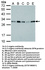 Anti-SFN Rabbit Polyclonal Antibody