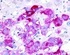 Anti-BECN1 Rabbit Polyclonal Antibody (Biotin)