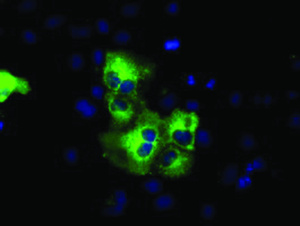 Anti-HID1 Mouse Monoclonal Antibody [clone: OTI2H6]