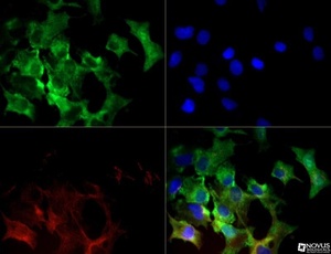 Anti-SLC7A11 Rabbit Polyclonal Antibody