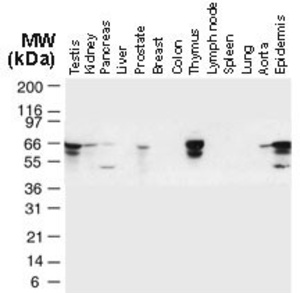 Anti-TRAF6 Rabbit Polyclonal Antibody