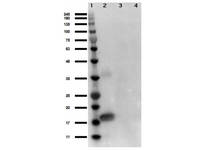 Anti-IL1A Rabbit Polyclonal Antibody