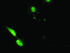 Anti-EPM2AIP1 Mouse Monoclonal Antibody [clone: OTI6H5]