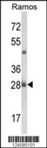 Anti-NUCKS1 Rabbit Polyclonal Antibody (Biotin)