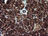 Anti-DDT Mouse Monoclonal Antibody [clone: OTI1A1]