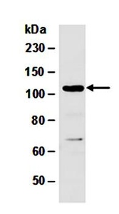 Western blot analysis of total cell extracts from mouse thymus using DNMT3A antibody
